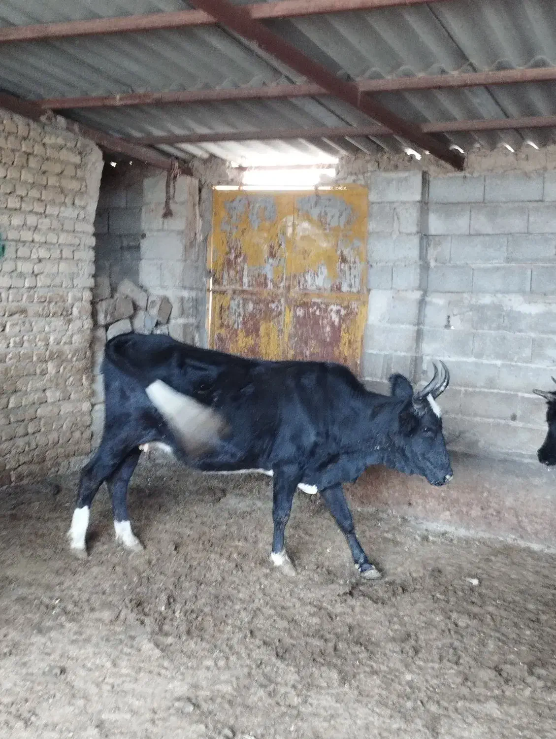 دوراس گاو دورگ محلی درجه یک|حیوانات مزرعه|فراغی, |دیوار