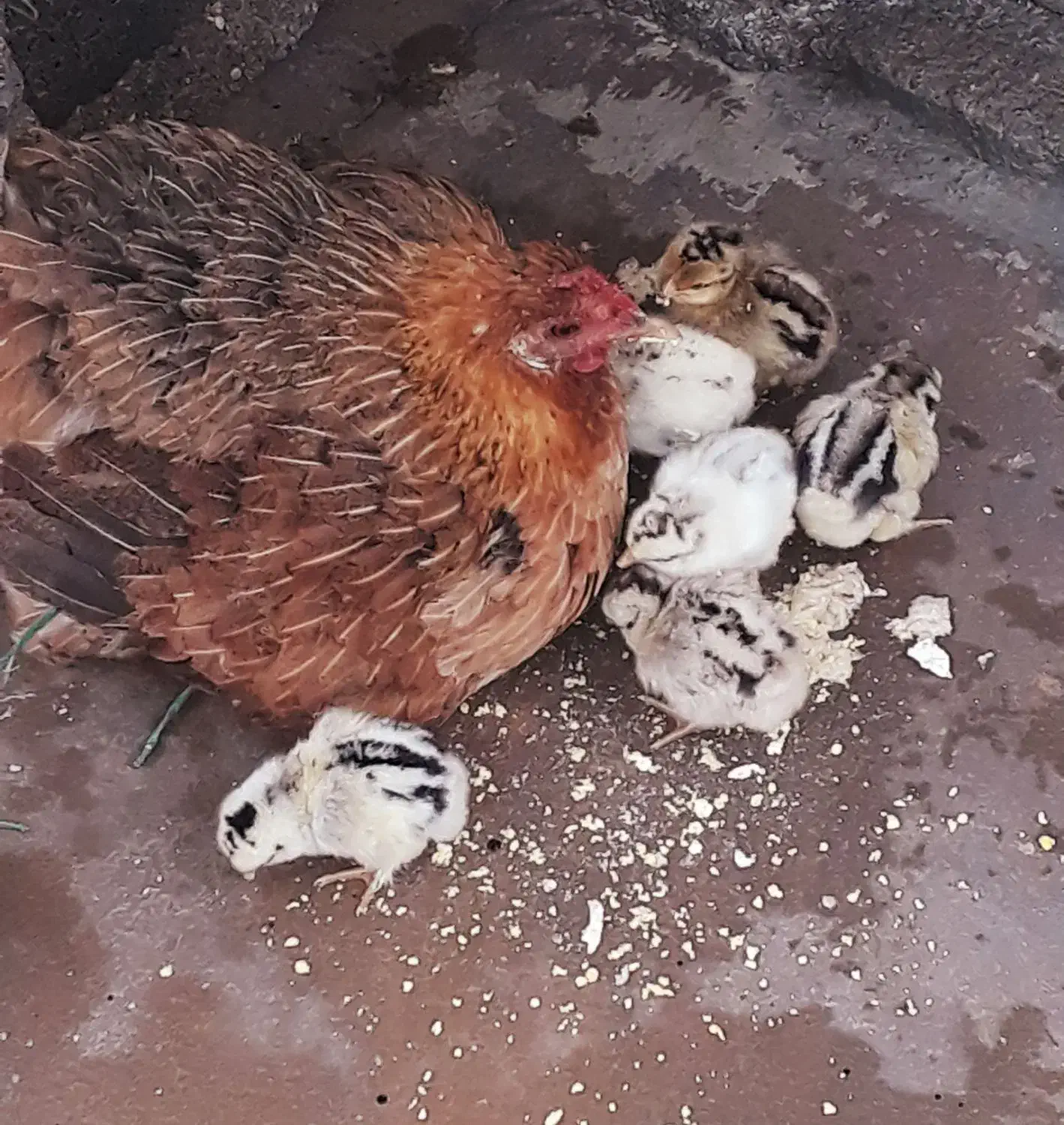 مرغ با جوجه / خروس محلی کاملا سالم و جوان (باشت)|حیوانات مزرعه|باشت, |دیوار