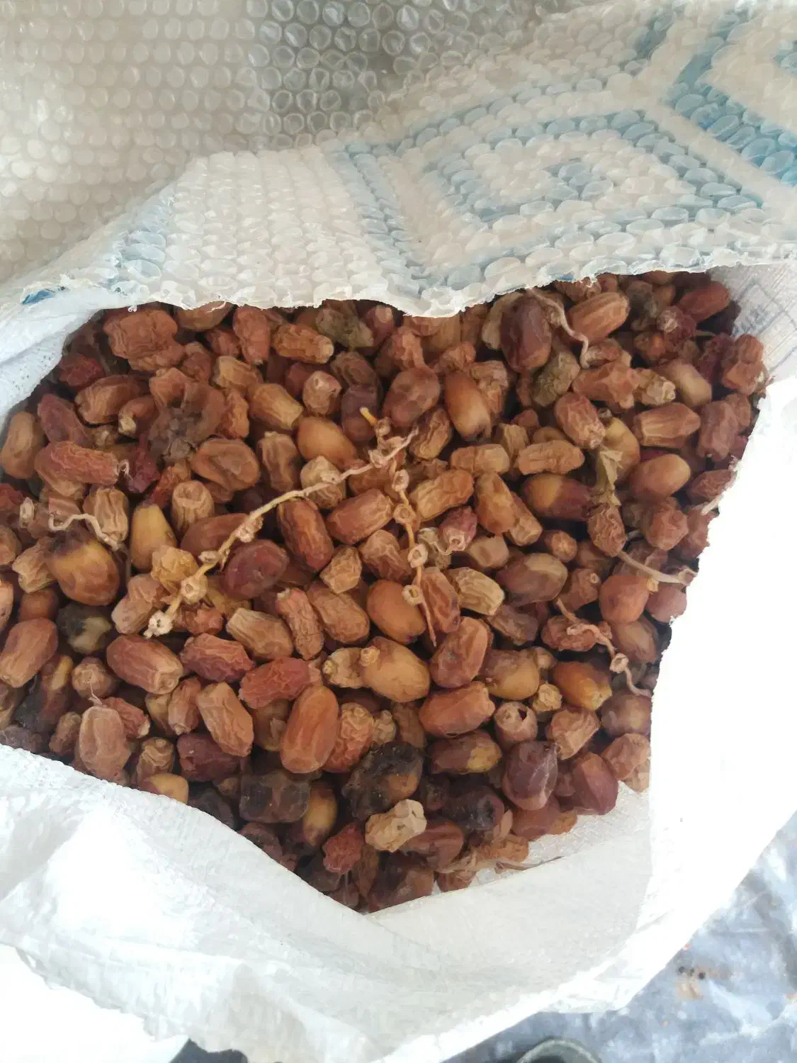 کنگا|عمدهفروشی|خورموج, |دیوار