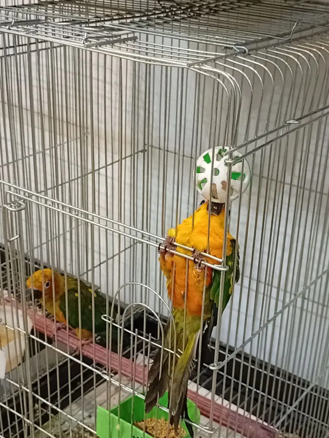 ملنگو رنگی و خورشیدی|پرنده|عباسآباد, |دیوار