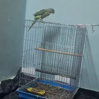 شاه طوطی|پرنده|سراوان, |دیوار