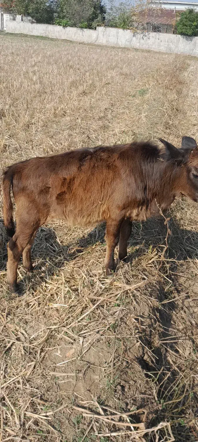 فروش. ورازگوله ۲راس گوساله ماده ویک راس گاو محلی|حیوانات مزرعه|ماسال, |دیوار