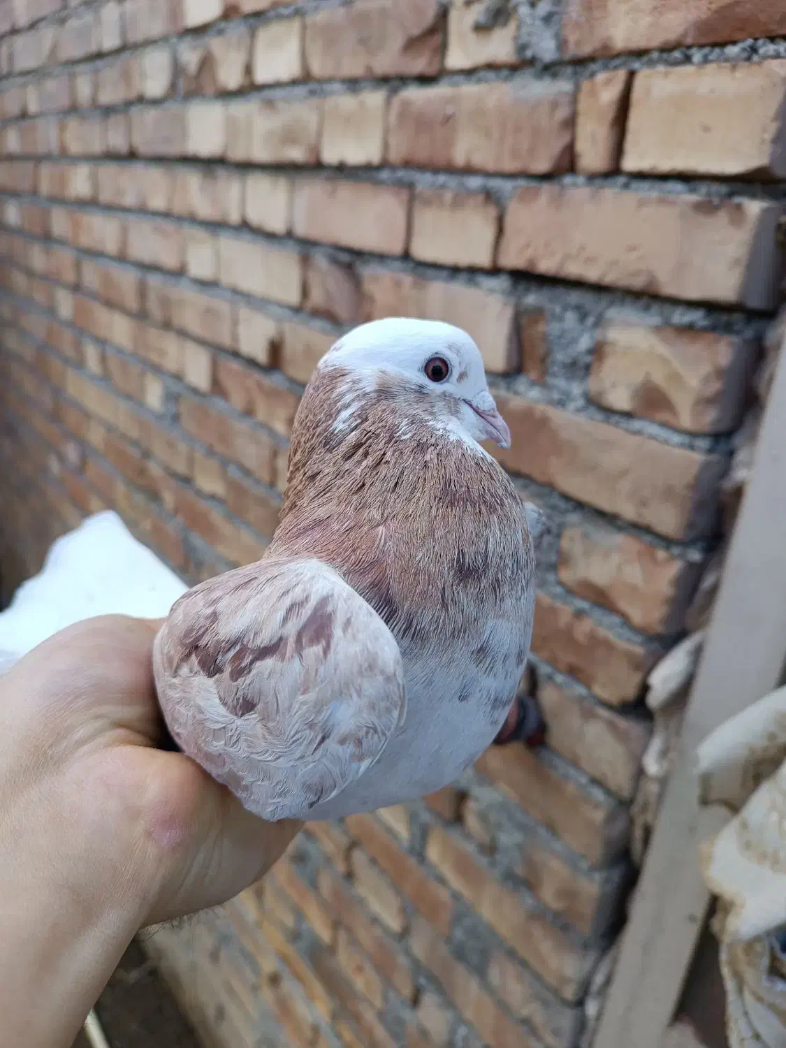 کبوتر زرد|پرنده|پیرانشهر, |دیوار