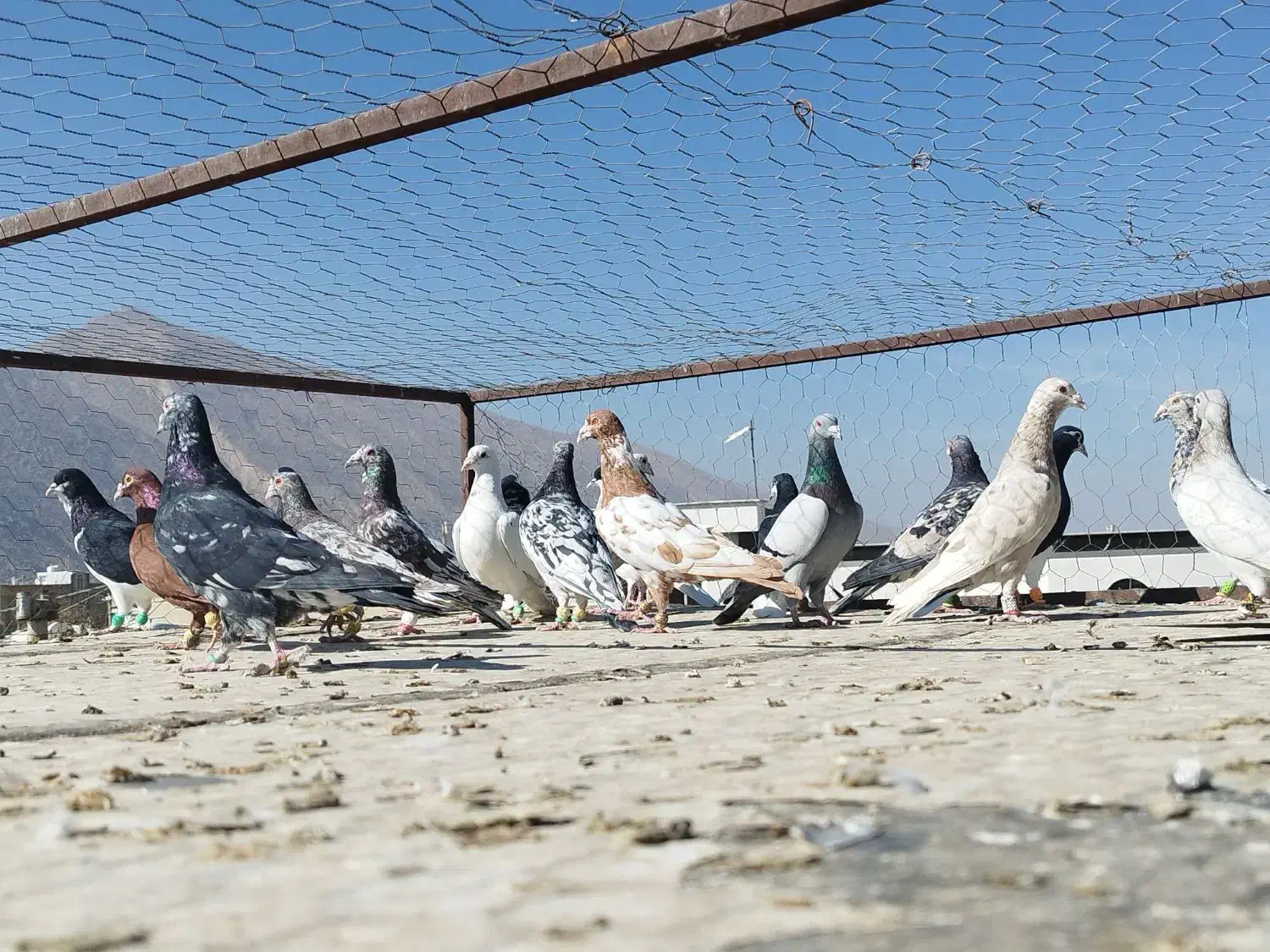 کفتر درجه یک روزگاری|پرنده|مرودشت, قانون|دیوار