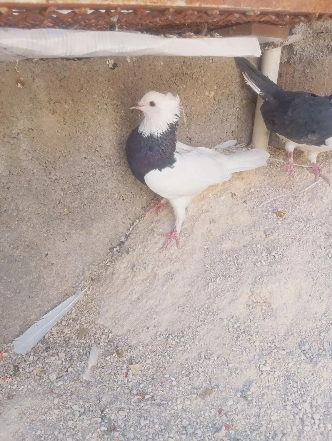 طوقی سیا ماده 350 کفتر سفید نیم طوق نر مست 200|پرنده|فیروزآباد (فارس), |دیوار