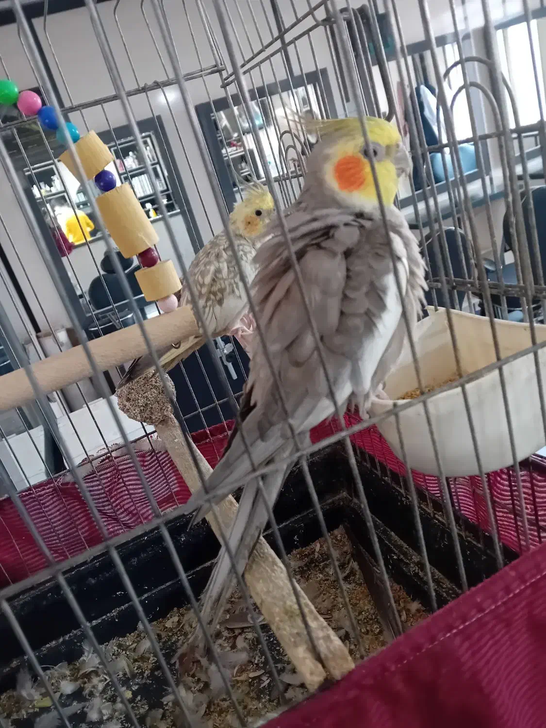 یک جفت عروس هلندی|پرنده|ری, ظهیرآباد|دیوار