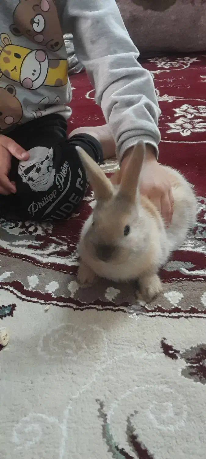 خرگوش|موش و خرگوش|یزد, |دیوار