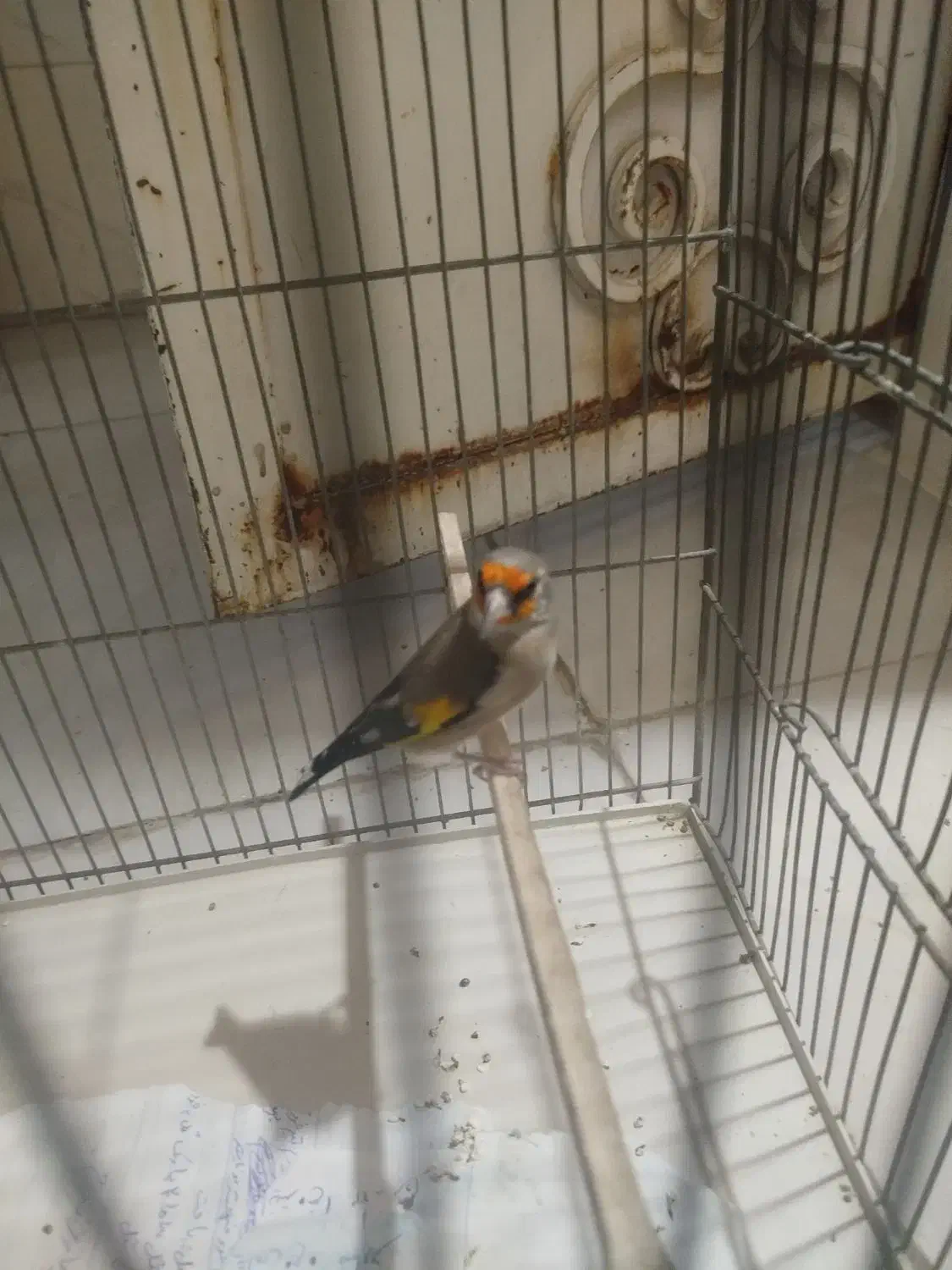 پرنده سهره دورگ باقفس وسایل|پرنده|اسلام‌شهر, شهرک محمدیه|دیوار