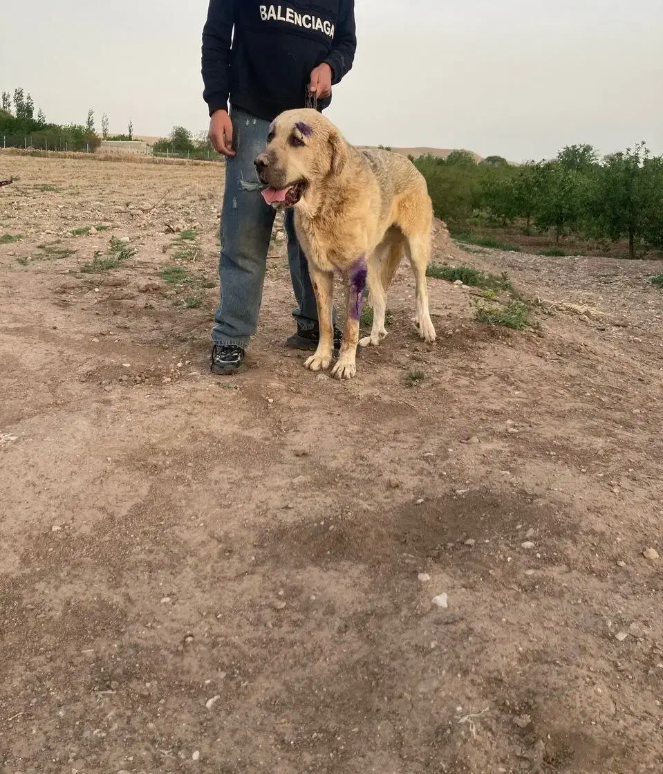 سگ پژدر|سگ|تسوج, |دیوار