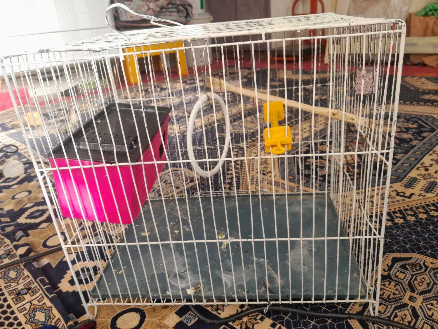 عروس هلندی و دوتا‌قفس|پرنده|همدان, |دیوار