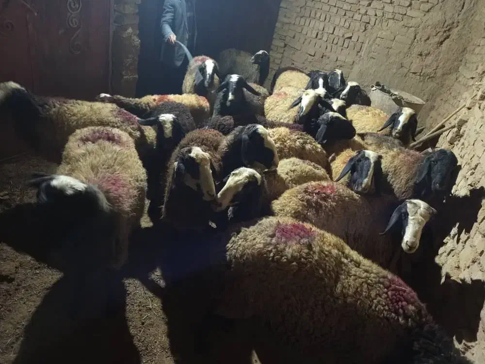 چـ.هار.صـ.ـد راس seroi  گوسفند seroi چندقــلــو.زا|حیوانات مزرعه|سیدان, |دیوار