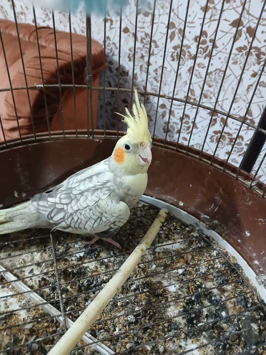 عروس هلندی سالم و سرحال|پرنده|رشت, سعدی (تختی)|دیوار