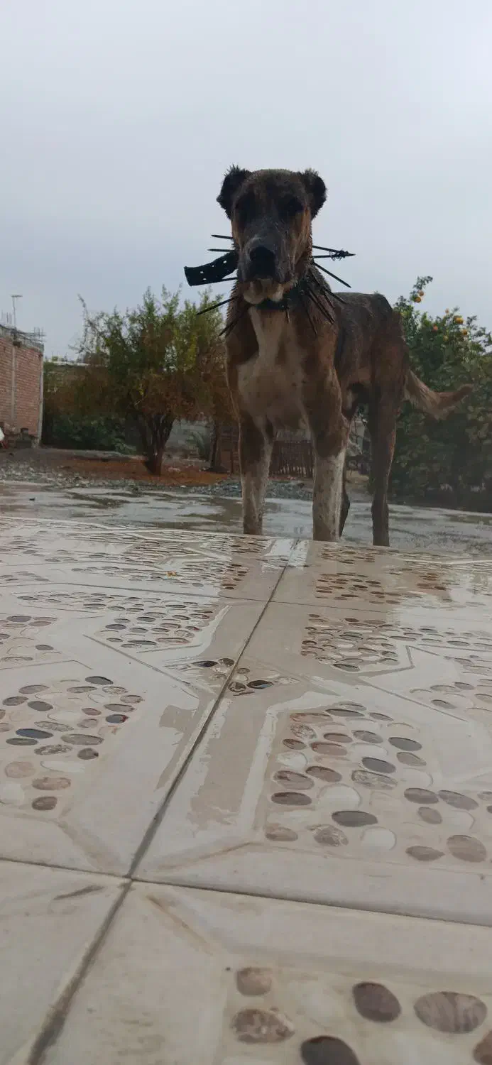 توجه توجه|حیوانات|رودخانه, |دیوار