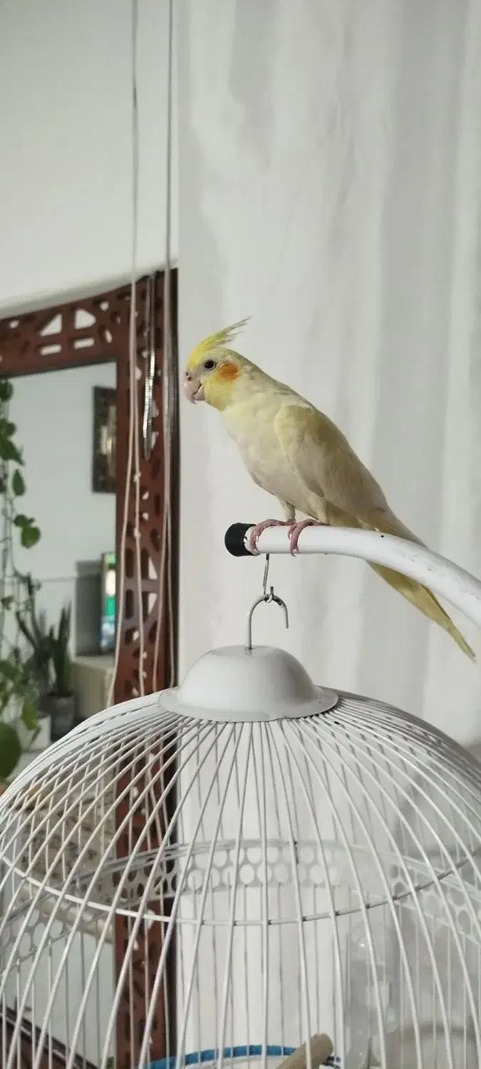 عروس هلندی|پرنده|نیشابور, شهرک بهارستان|دیوار