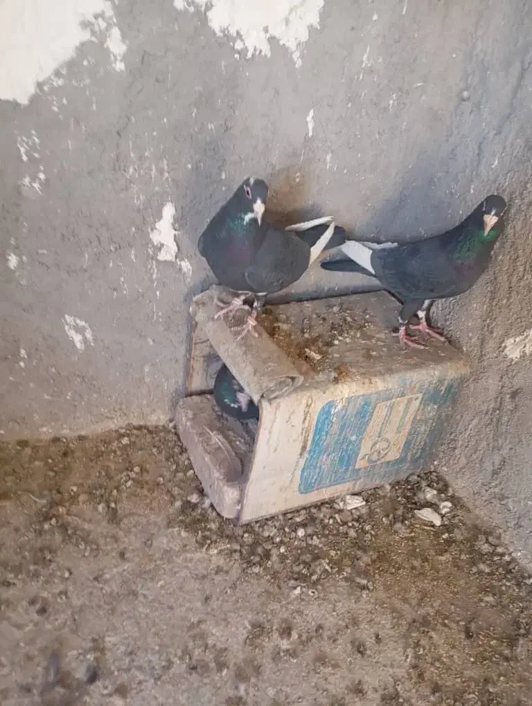 پلنگ دوجفت|پرنده|رفسنجان, |دیوار