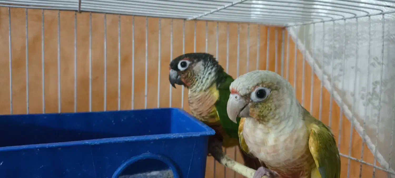 گرینچک|پرنده|مشهد, علی آباد|دیوار