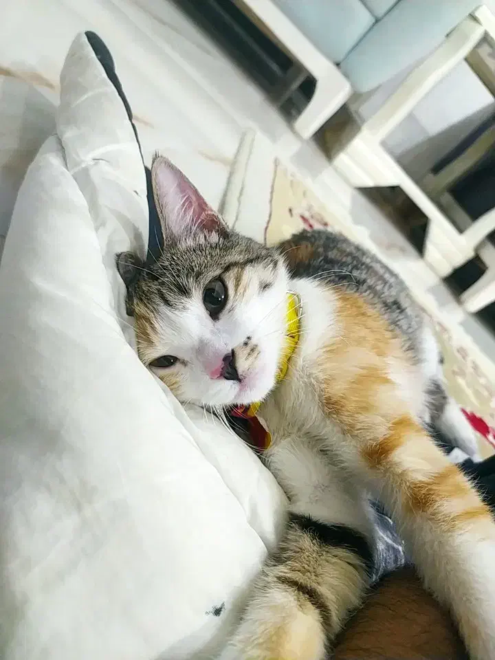 واگذاری گربه بازیگوش و رام شده خانگی|گربه|بوکان, |دیوار