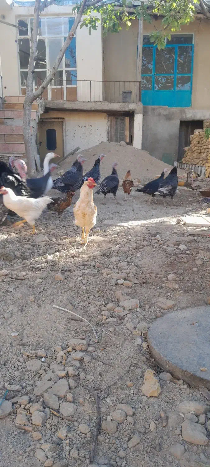 بوقلمون ماده وخروس وغاز صائین قلعه|حیوانات مزرعه|صائین قلعه, |دیوار