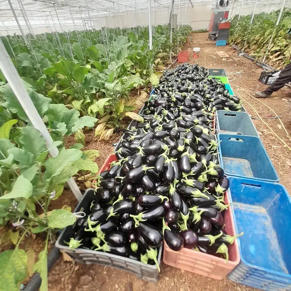 استخدام دو نفر کارگر دائم گلخانه|استخدام صنعتی، فنی، مهندسی|دهاقان, |دیوار