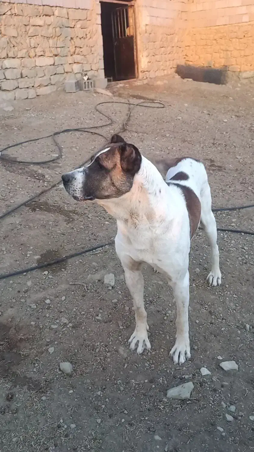 سگ افغان|سگ|بجنورد, |دیوار