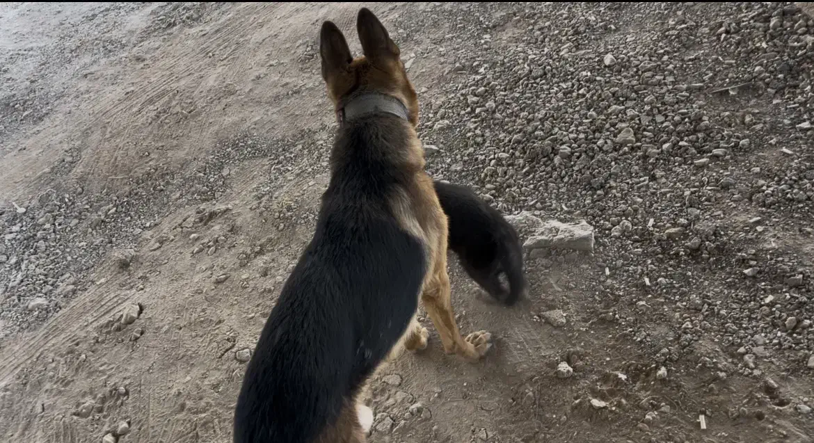 واگذاری ژرمن شپرد نر|سگ|فلاورجان, |دیوار