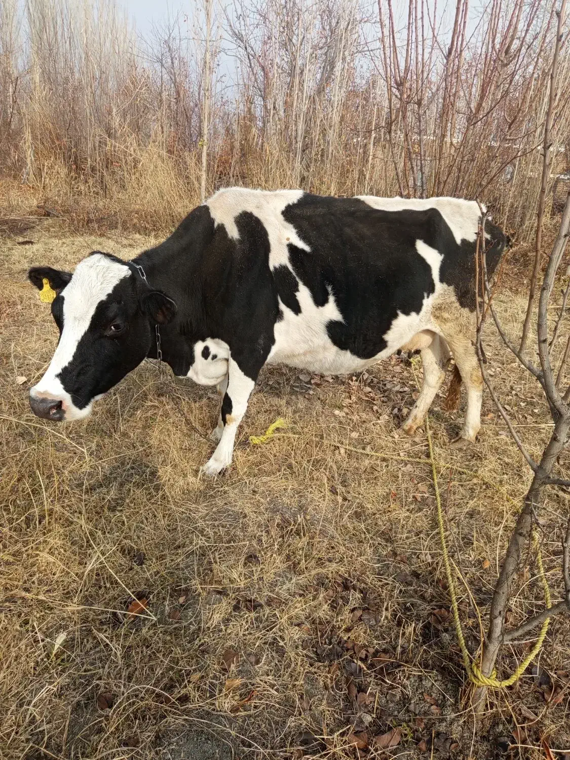 گاو شیری گوشتی|حیوانات مزرعه|نوشین شهر, |دیوار