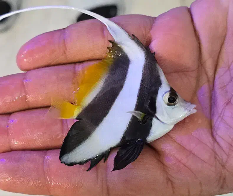 ماهی آبشور صیاد غواص|ماهی|چابهار, |دیوار