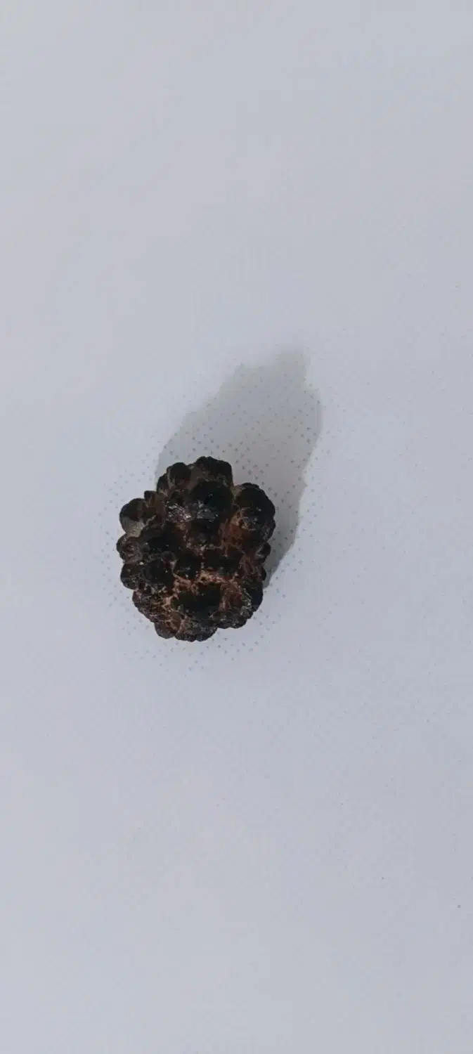 شهاب سنگ اصلی|کلکسیون و سرگرمی|یاسوج, |دیوار