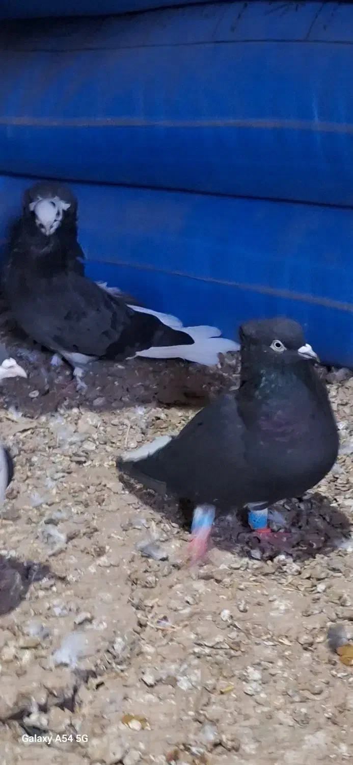 کبوتر|پرنده|بشاریات, |دیوار