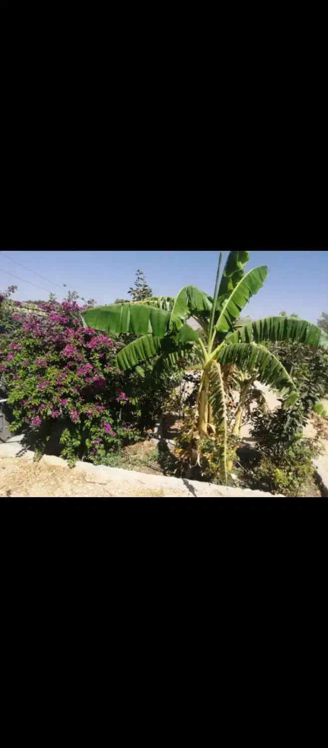 فروش خانه باغ|فروش آپارتمان|شیراز, شهرک پرواز|دیوار