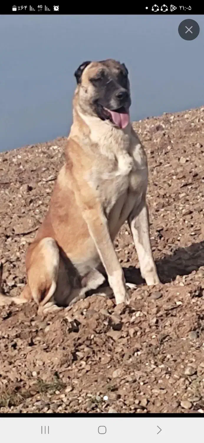 سگ‌ سرابی‌‌|سگ|شادیان, |دیوار