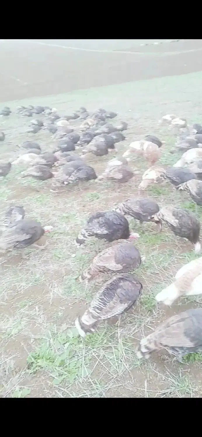 بوقلمون نروماده طبیعی|حیوانات مزرعه|گرمی, |دیوار