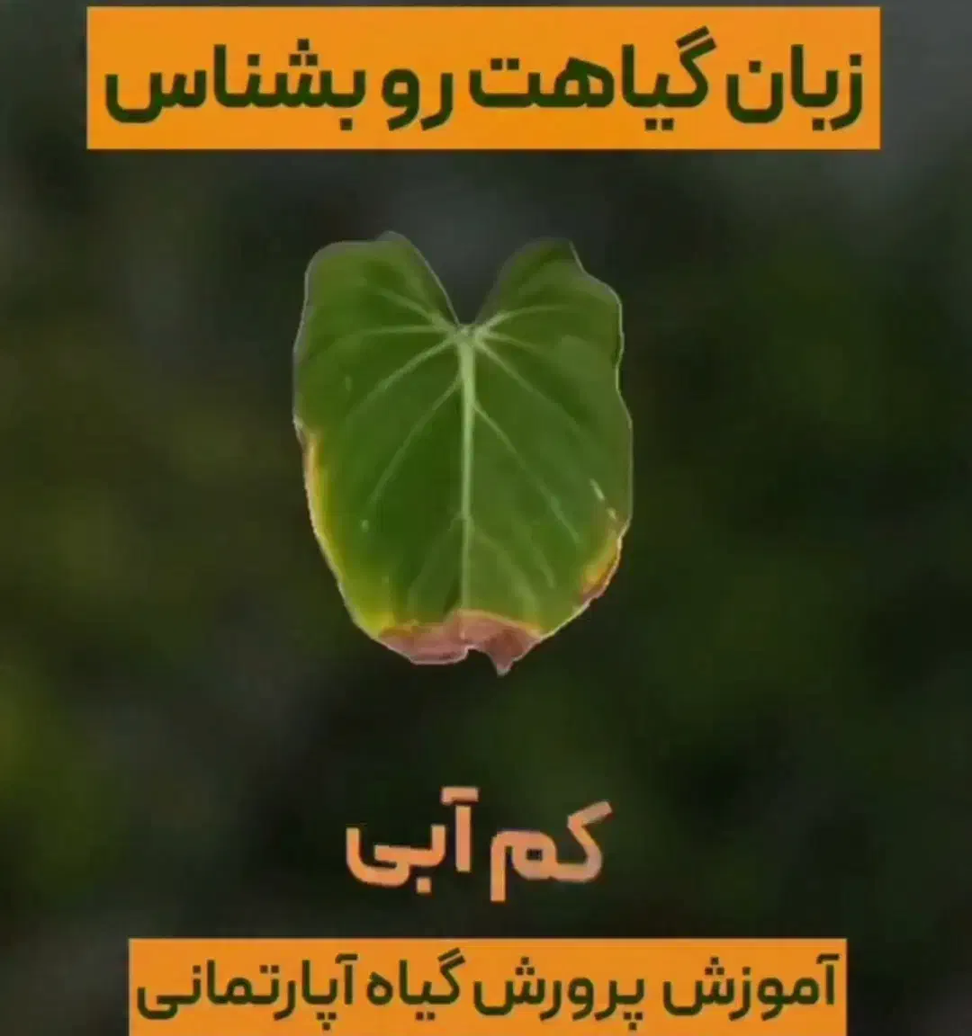 خدمات باغیانی با بهترین کیفیت|خدمات باغبانی و درختکاری|فردیس, فردیس|دیوار