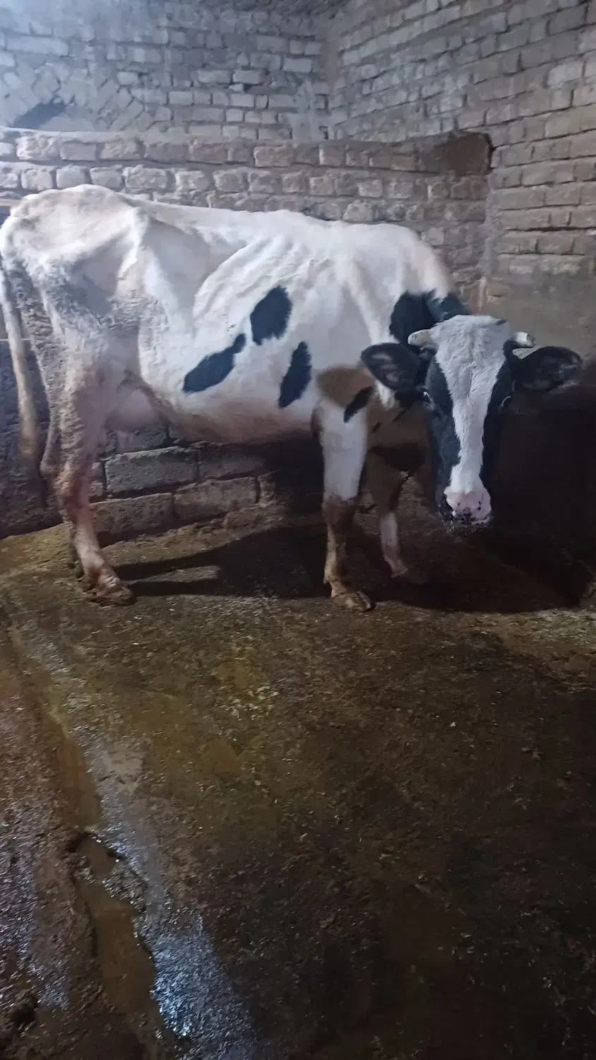 یک عددگاو وگوساله سیمینتال|حیوانات مزرعه|سنقر, |دیوار