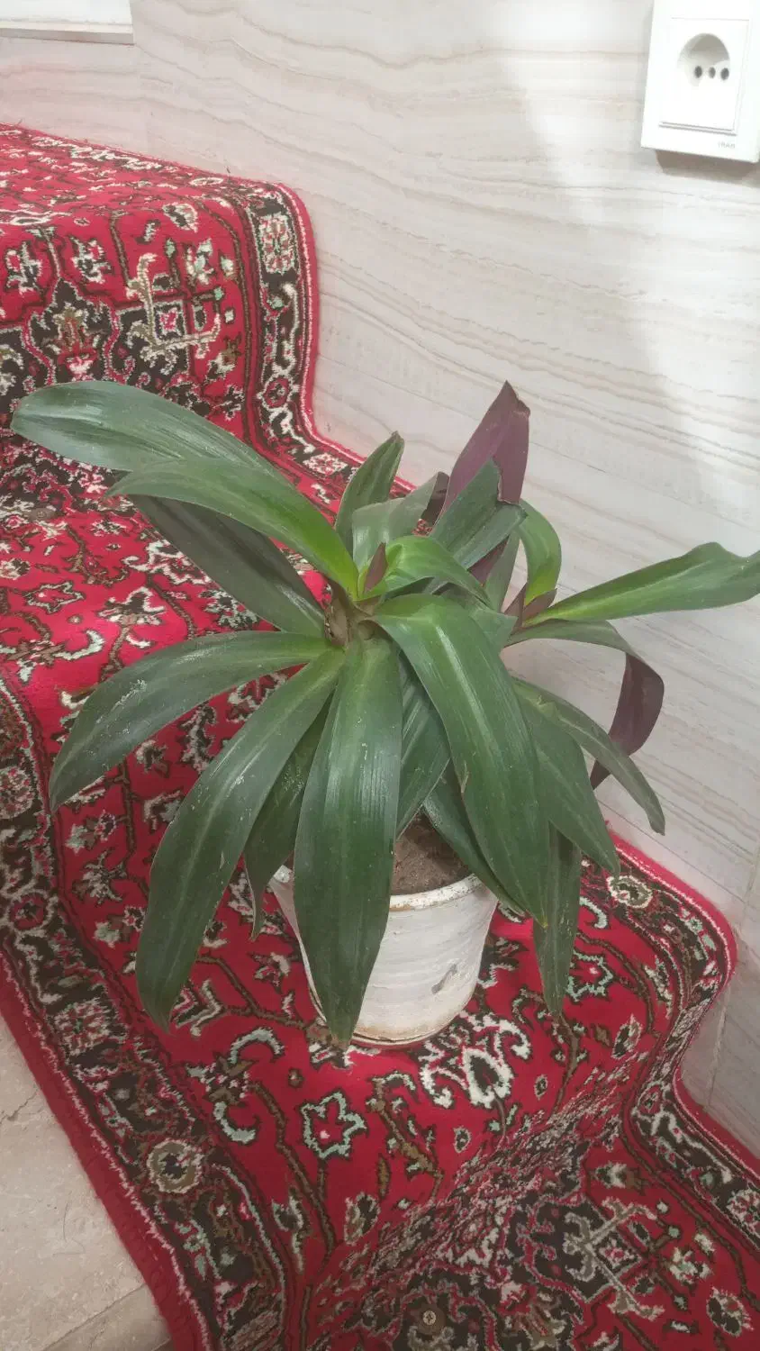 ظروف شیشه  وگل|حراج|خوی, |دیوار