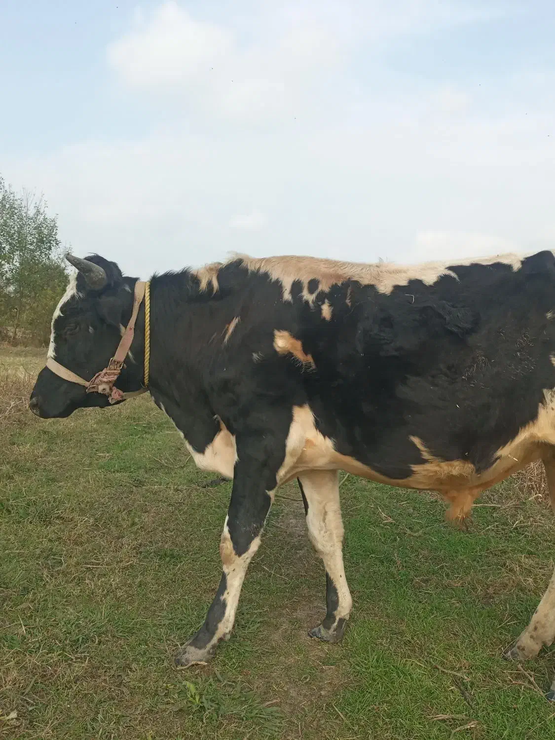 فروش گاو نر دورگ آمپولی|حیوانات مزرعه|گوراب زرمیخ, |دیوار