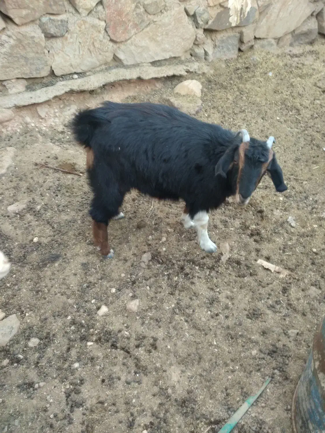 بز و بزغاله|حیوانات مزرعه|شهمیرزاد, |دیوار