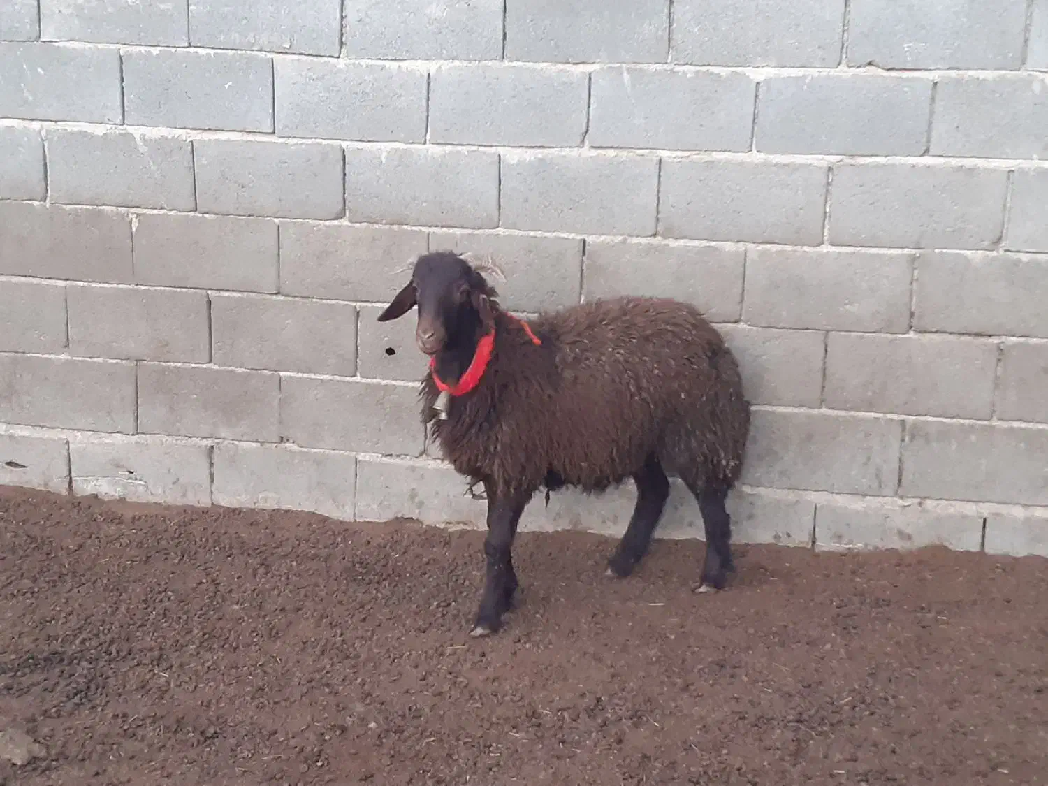 بره ماده شاخی،بز،میش،بره|حیوانات مزرعه|مبارکه, |دیوار