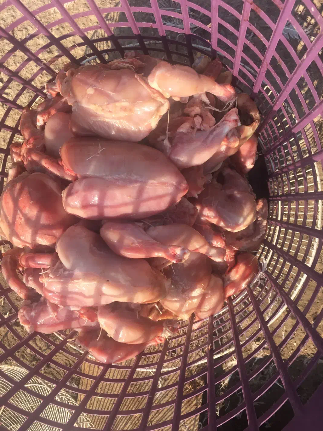 مرغ غذای سگ و گربه|لوازم جانبی حیوانات|گنبد کاووس, |دیوار