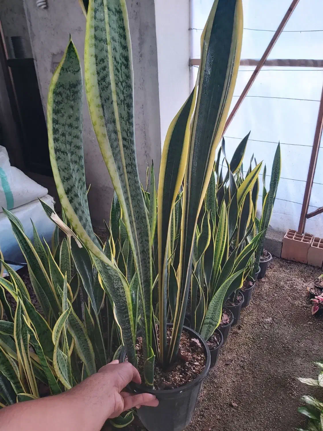 حراج سانسوریا ابلق|گل و گیاه طبیعی|محمودآباد, |دیوار