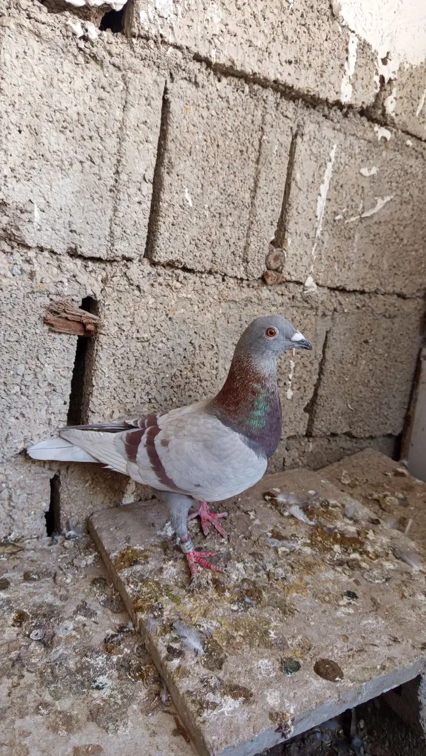 جوجه پلاکی درجه 1|پرنده|بوشهر, |دیوار