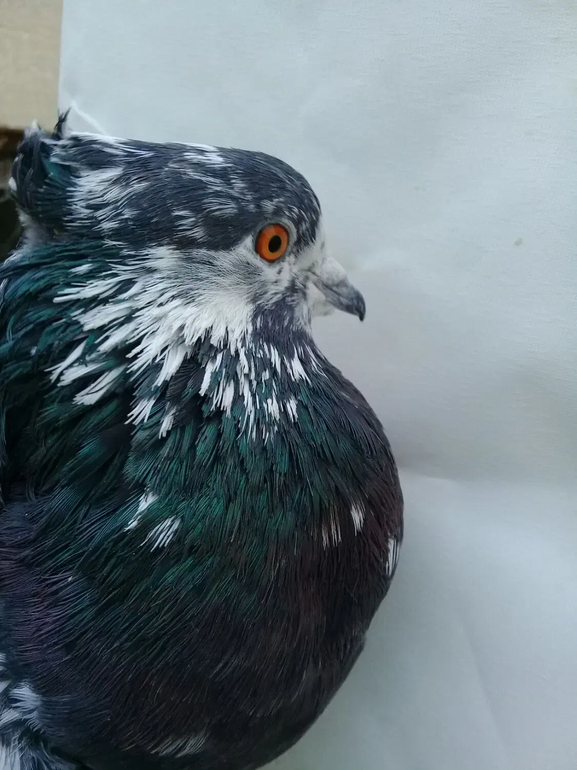 نر سوسکی|پرنده|کاشان, گارزگاه|دیوار