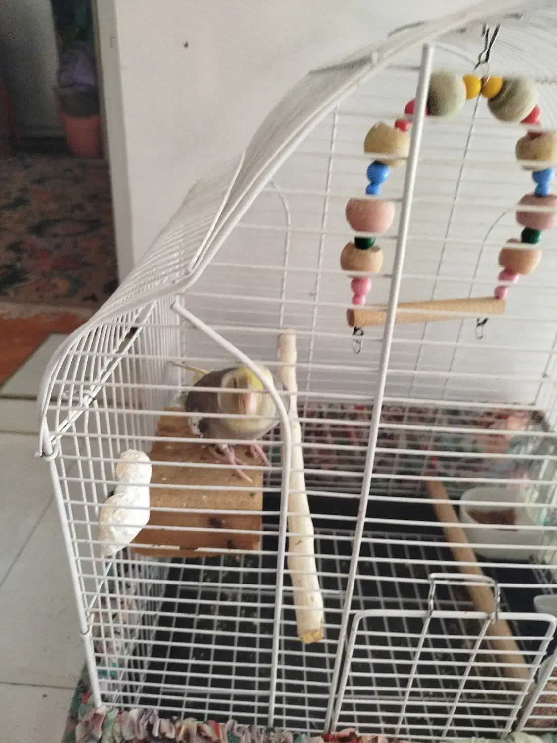 عروس هلندی ماده|پرنده|ری, فیروزآباد|دیوار