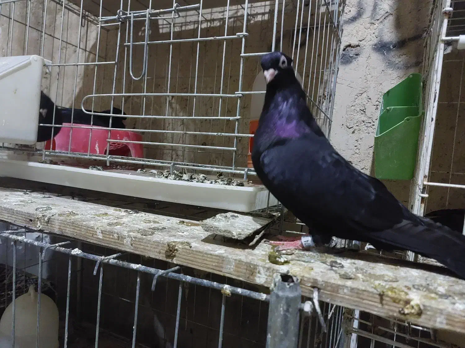 کله سیاه|پرنده|مسجد سلیمان, |دیوار