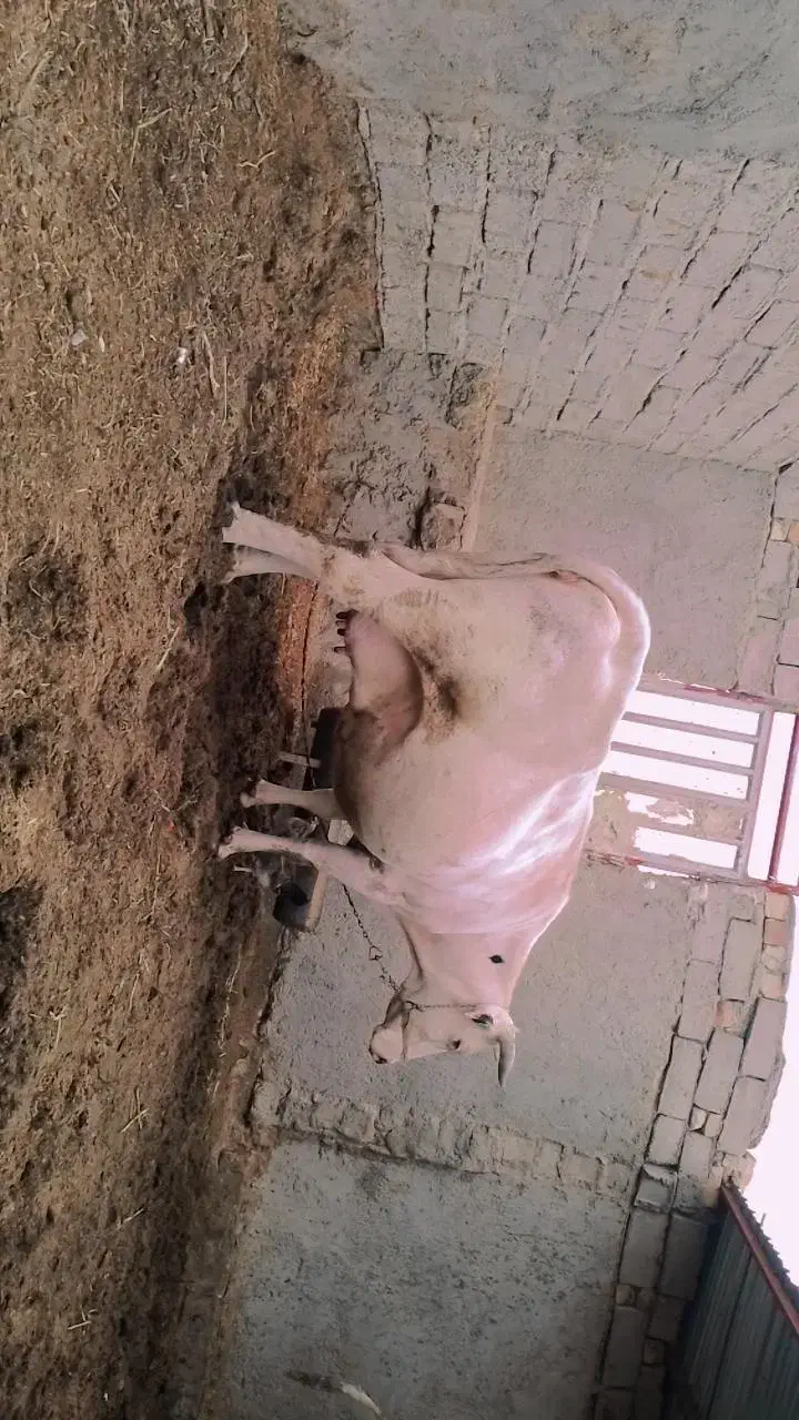 گاوخارجی ابست|حیوانات مزرعه|هامون, |دیوار