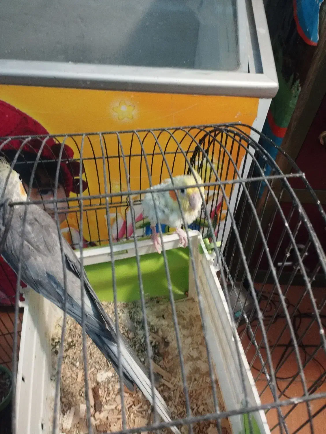 عروس|پرنده|صحنه, |دیوار