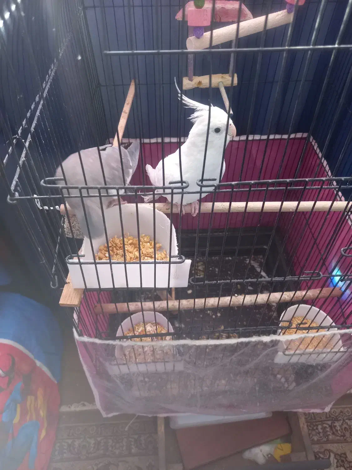 عروس هلندی|پرنده|مشهد, فارغ التحصیلان|دیوار