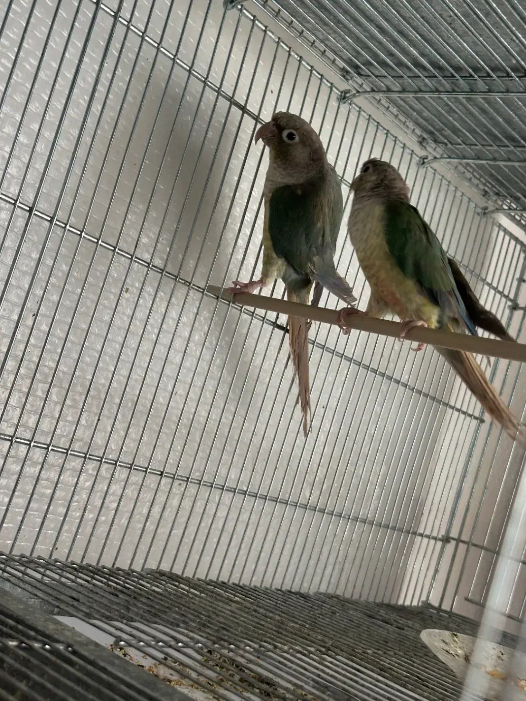 گرینچیک|پرنده|سیرجان, |دیوار