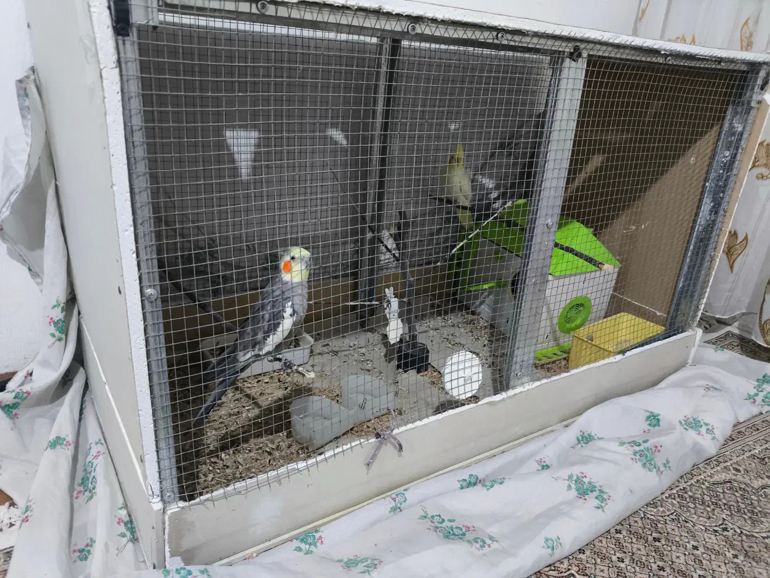 جفت عروس هلندی|پرنده|نقده, |دیوار