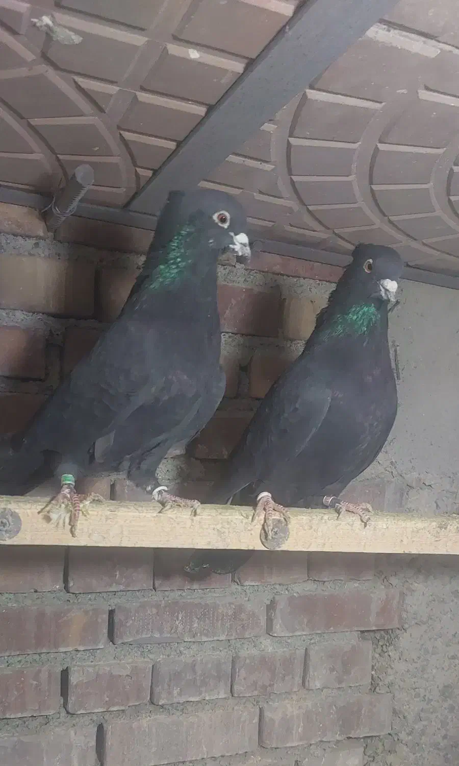 فروش کبوتر|پرنده|نقده, |دیوار